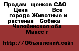 Продам ,щенков САО. › Цена ­ 30 000 - Все города Животные и растения » Собаки   . Челябинская обл.,Миасс г.